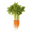 Carrot Seeds - Scarlet Nantes