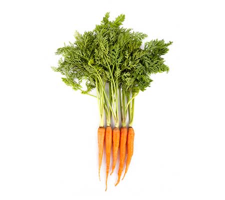 Fully grown heirloom Scarlet Nantes carrots phenotypes against a white background
