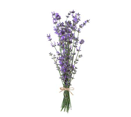 Bunch of English lavender flowers bound with twine