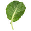Fresh Vates collard green leaf isolated on a white background