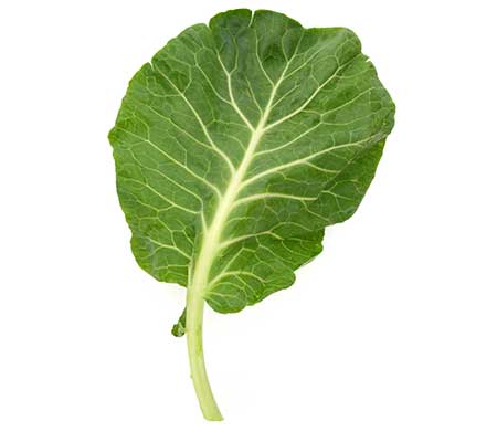 Fresh Vates collard green leaf isolated on a white background