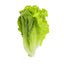 Display of Parris Island Romaine lettuce head on a white surface