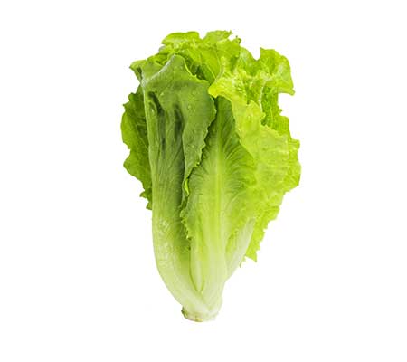 Display of Parris Island Romaine lettuce head on a white surface