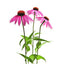 Fully grown Heirloom Echinacea Purple Coneflower flower on a white background
