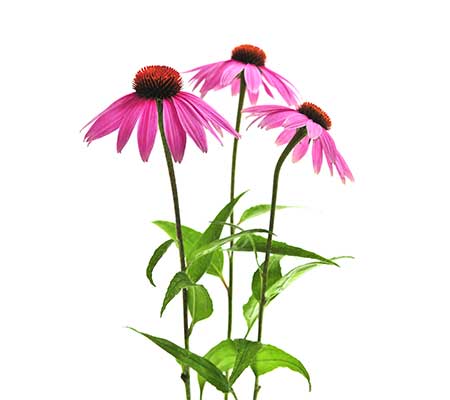 Fully grown Heirloom Echinacea Purple Coneflower flower on a white background