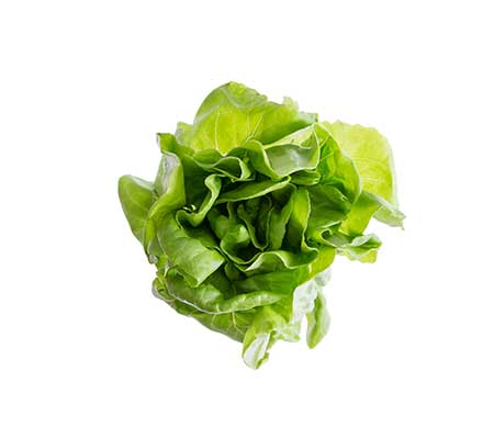 Example of Butter Crunch lettuce bulb on a white backdrop