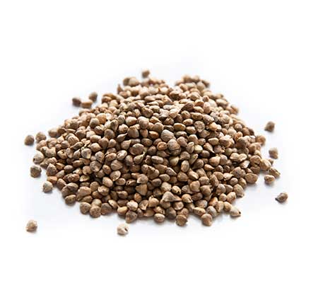 A heap of spinach seeds scattered on a plain background