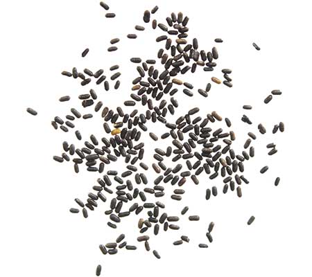 Pile of St. Johns Wort heirloom seeds on a white background