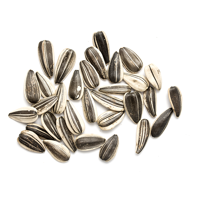 Pile of Mammoth Grey sunflower seeds scattered on a white surface