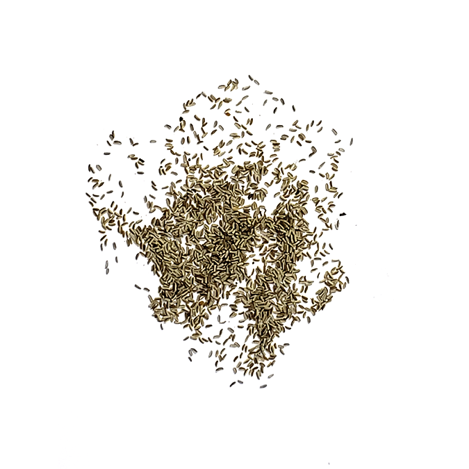 Pile German chamomile seeds scattered on a white surface