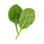 Fresh spinach leaves isolated on a white surface