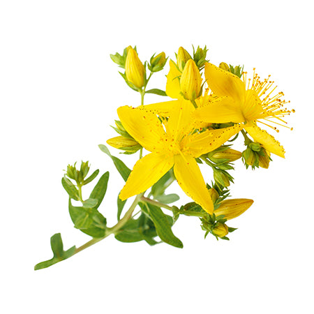 Blooming, fully grown St. Johns Wort flowers isolated on white background